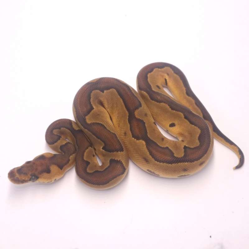 F enchi blackhead clown het lavender