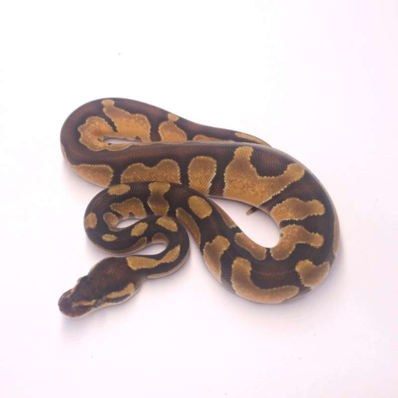 F enchi blackhead het lavender poss het clown