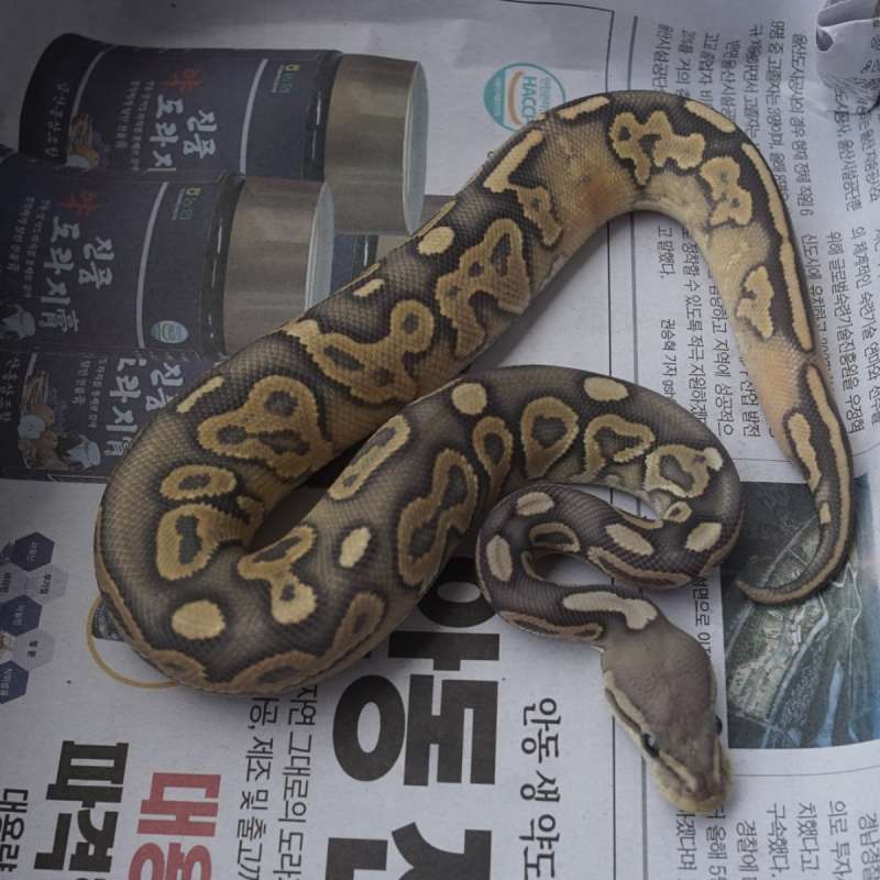 Cinnamon Hypo / Ghost 50 poss het pied male