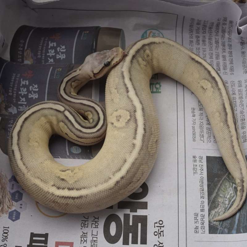 Cinnamon fire/vanilla pastel ghost female