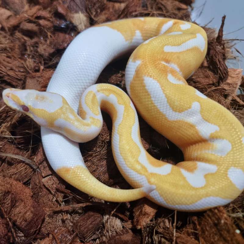 Dreamsicle / Lavender pied