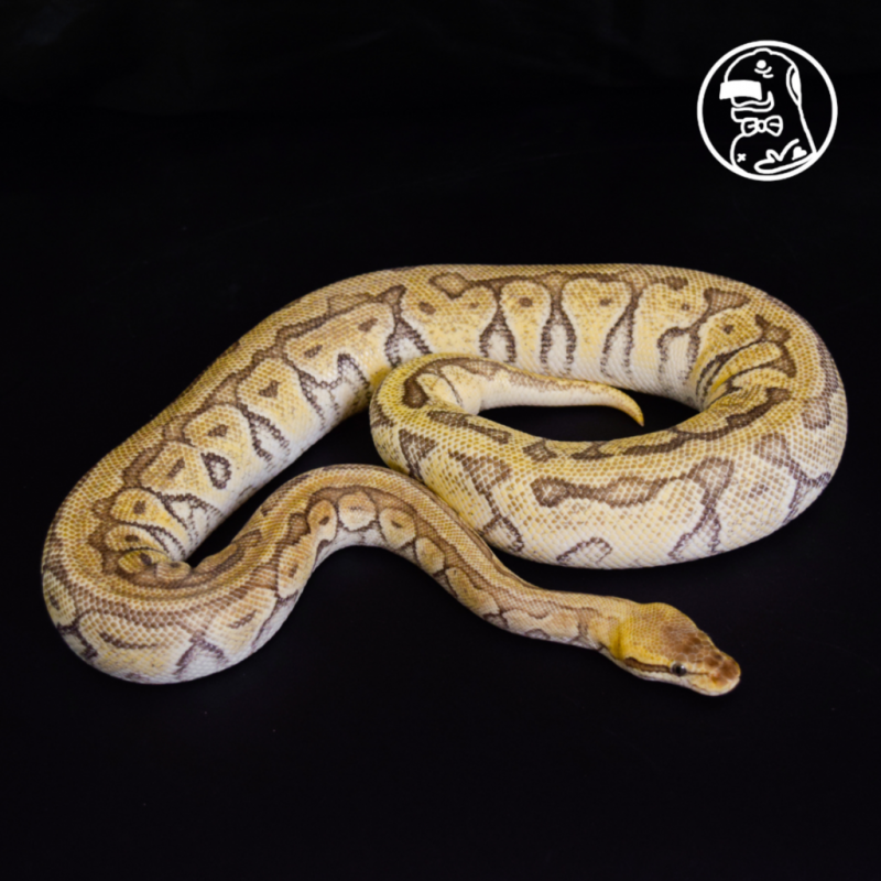 Butter Pastel YB het Clown BALL PYTHON