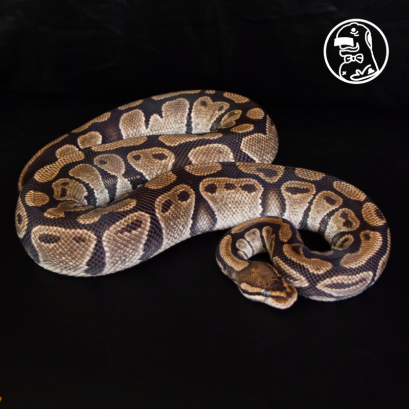 Normal het Clown FEMALE Ball Python