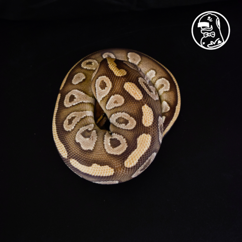 Yellow Belly FEMALE Ball Python