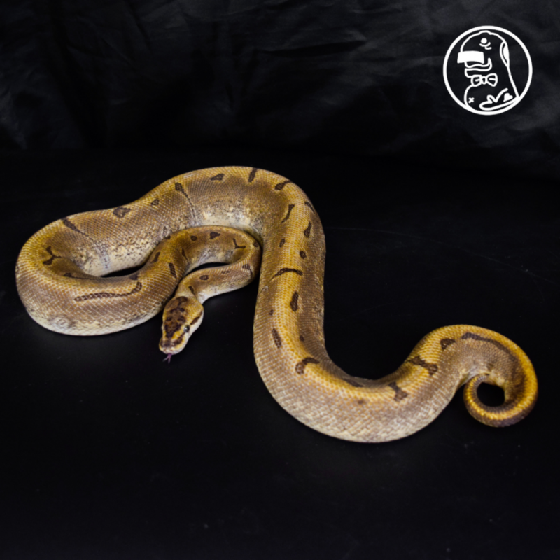 Super Enchi Pinstripe MALE Ball Python