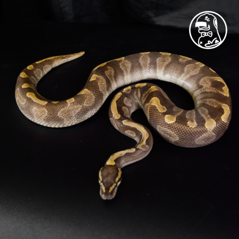 Mojave Enchi GHI MALE Ball Python