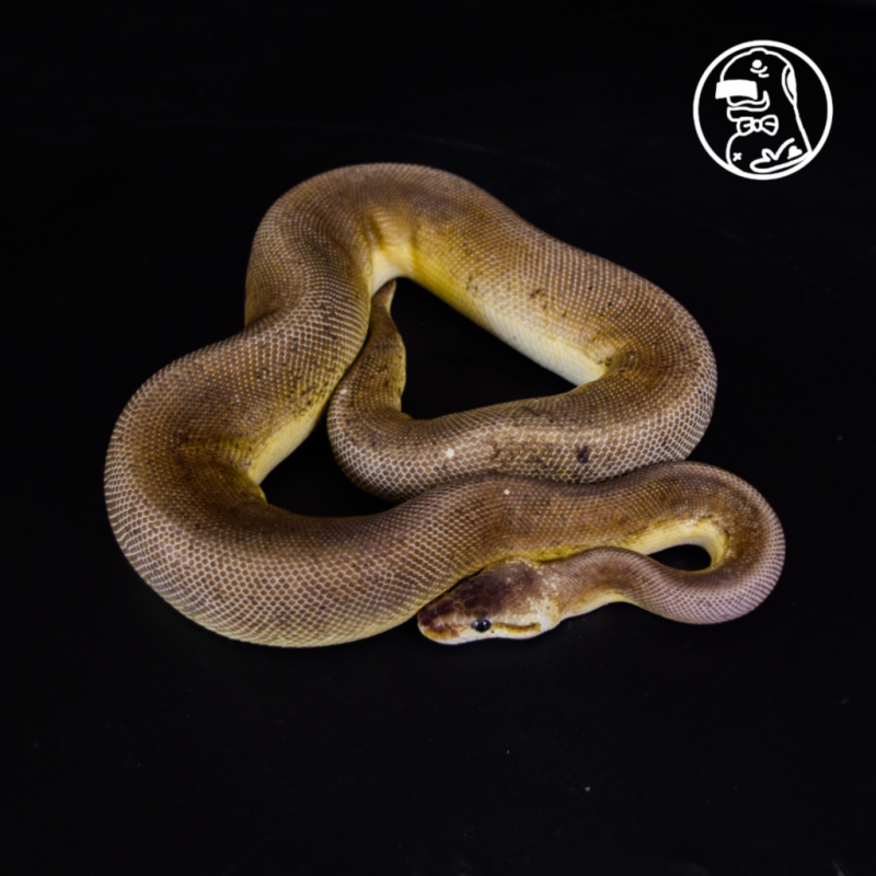 [6 GEN] Pastel Lesser Cinnamon Enchi YB Fire MALE Ball Python