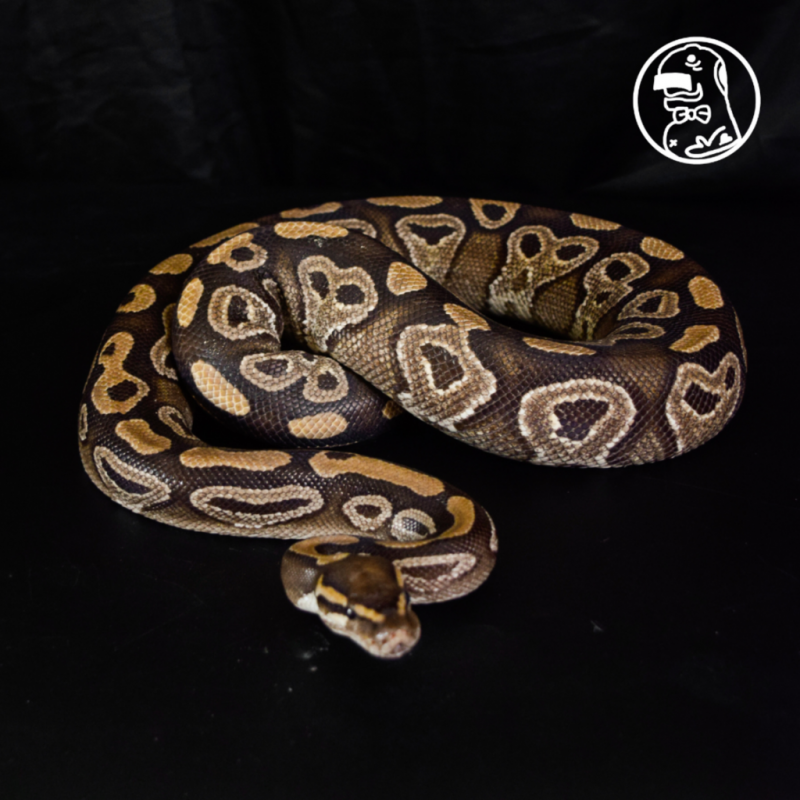 Mojave FEMALE Ball Python