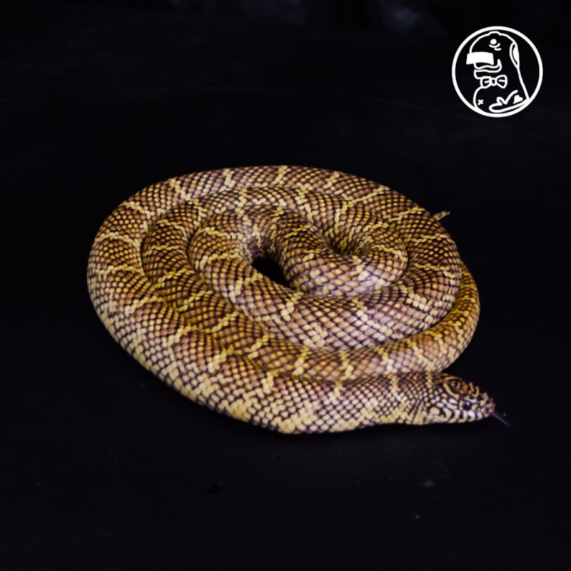 Sulfur MALE Brooks Kingsnake