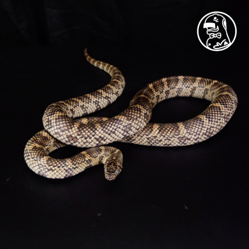 Jungle PAIR HYBRID Corn Kingsnake