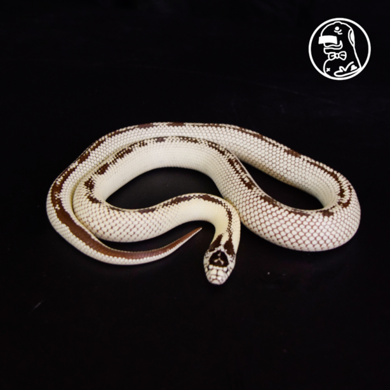 Stripe Hi-White PAIR Kingsnake