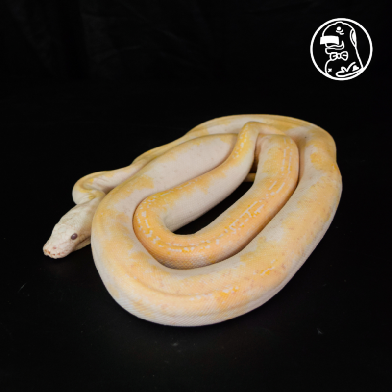 Tiger Pied Albino (White Head) MALE Reticulated Python