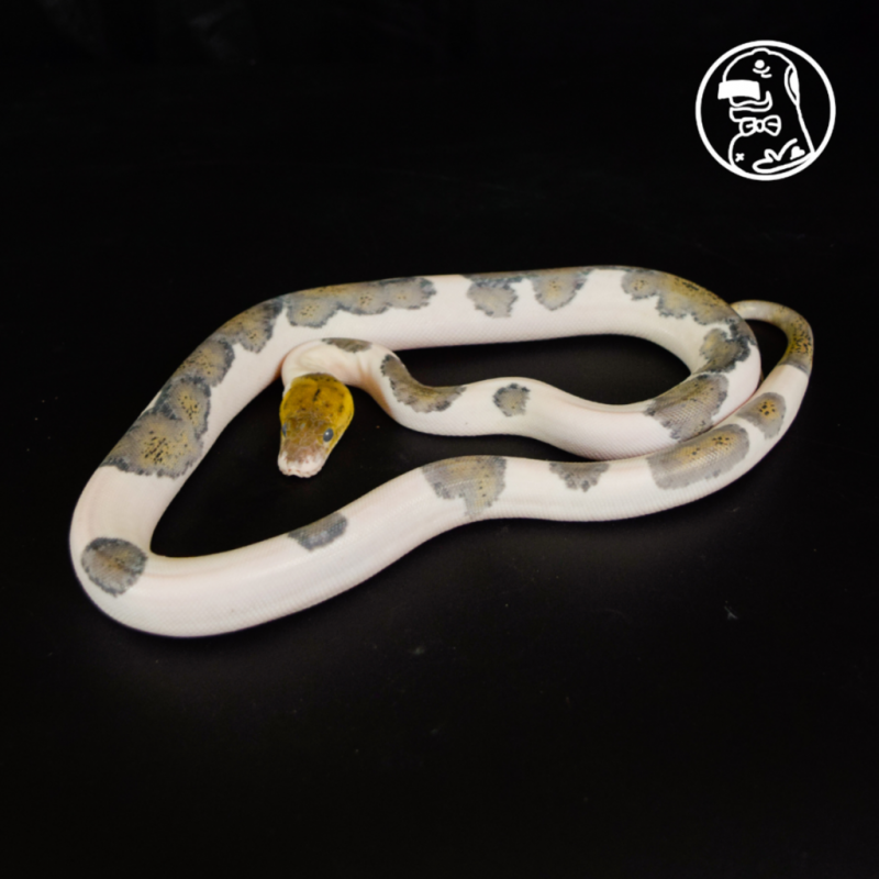 Tiger Pied Hi White MALE Reticulated Python
