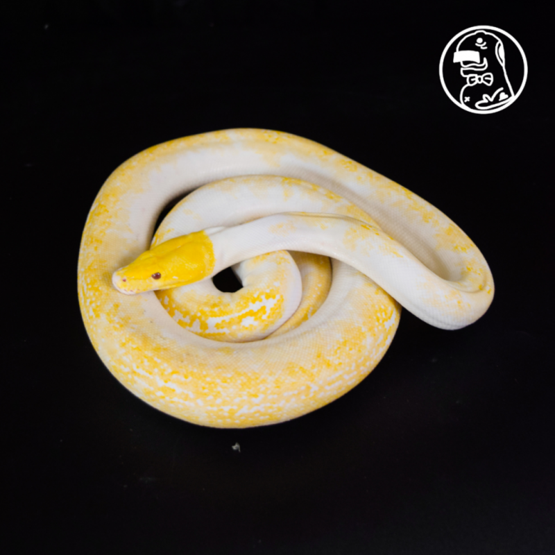 Tiger Pied Albino FEMALE Reticulated Python