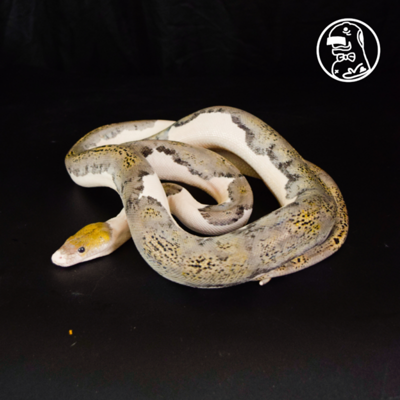 Tiger Pied White Nose FEMALE Reticulated Python