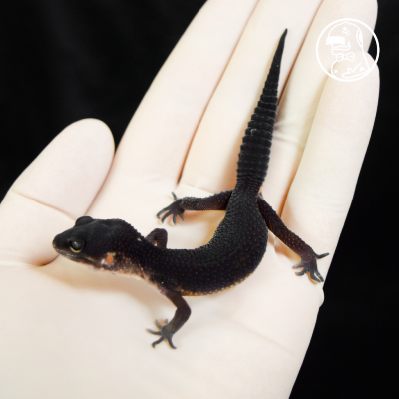 Black Night BABY FEMALE Leopard Gecko