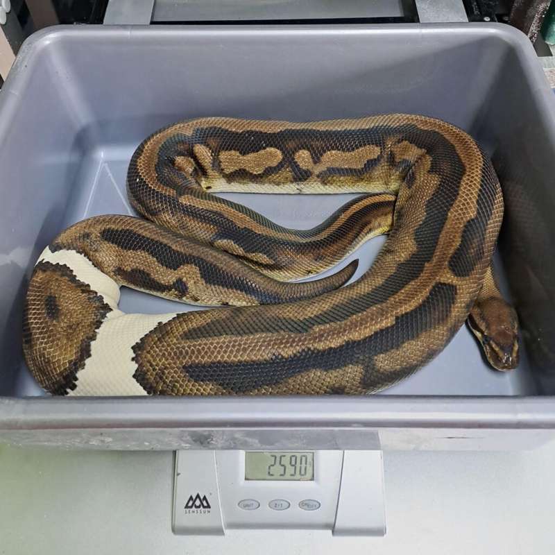 F Leopard Pied Proven