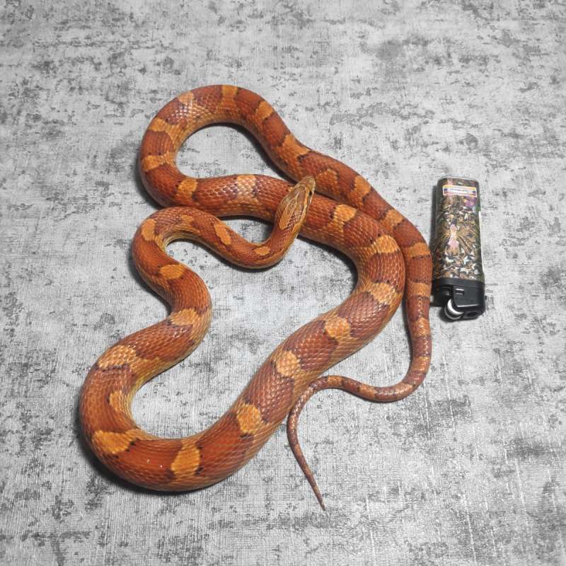 CORNSNAKE TH ANERY HYPO SUNKISSED