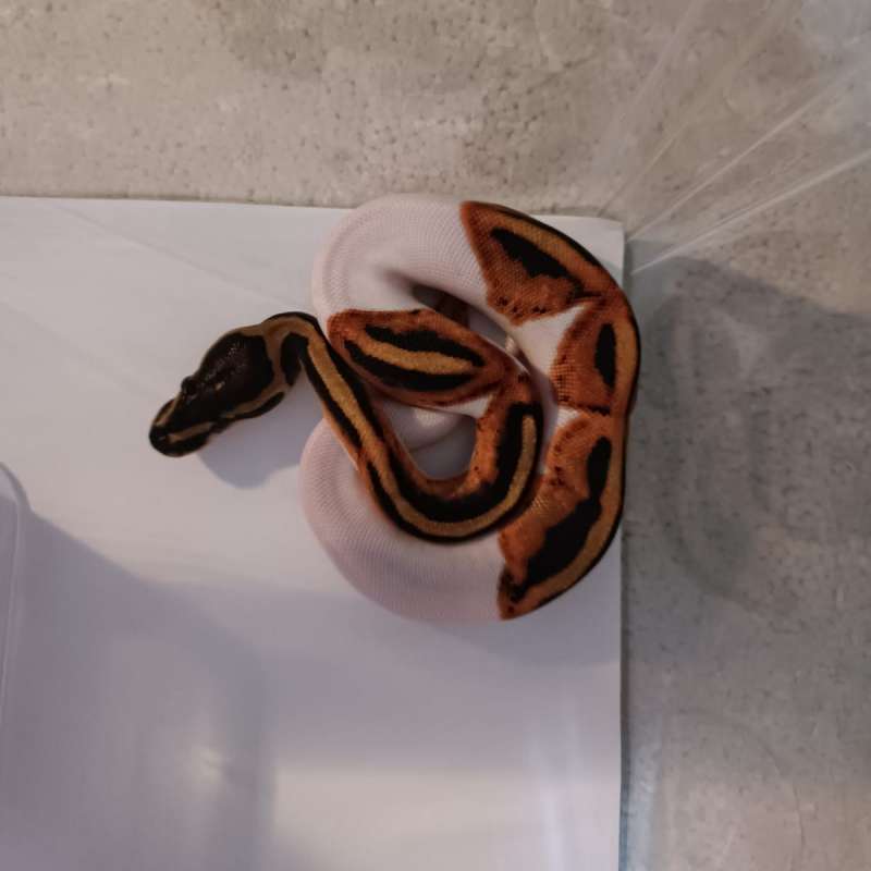 Yellow belly pied het albino