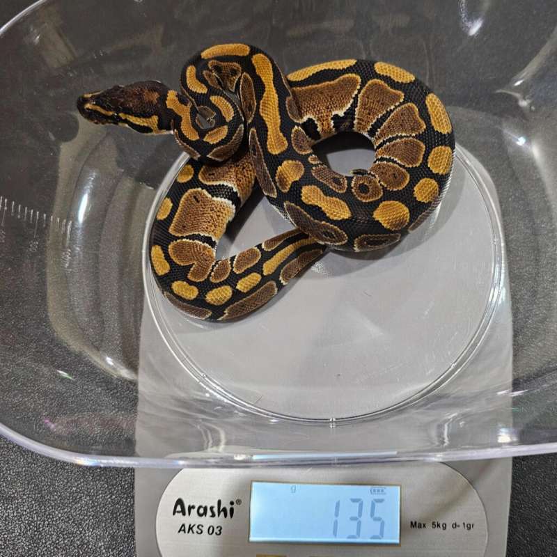 Female het albino