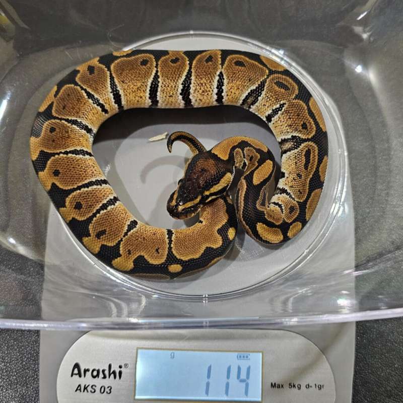 Male het albino