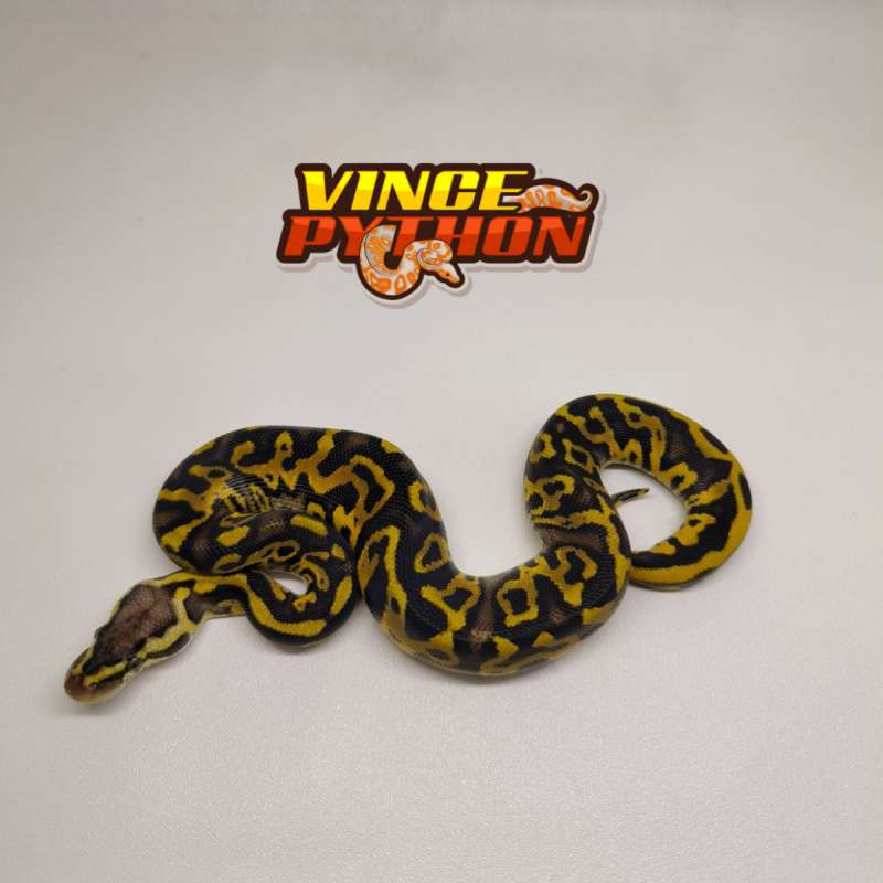 M Pastel Leopard YB het Clown