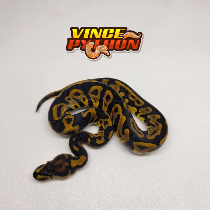 M Leopard YB het Clown