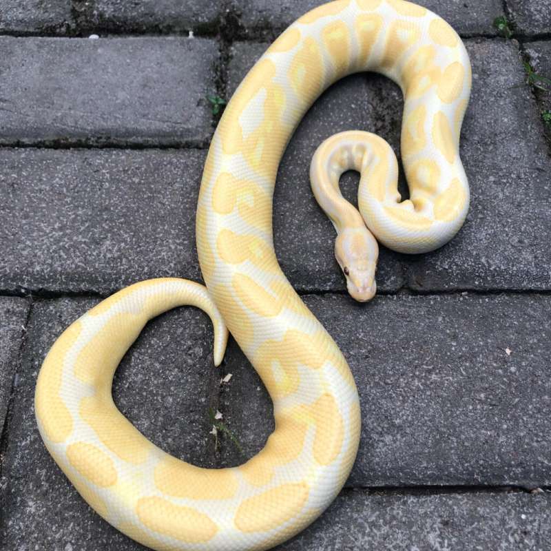 Lavender Albino