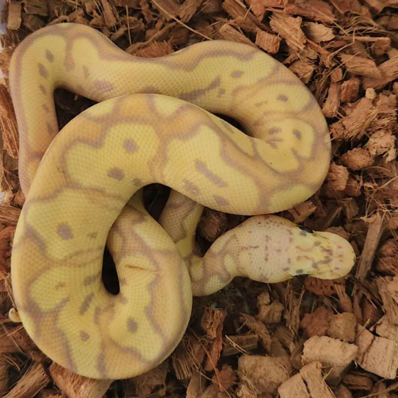 M Banana Pastel Clown Het Lavender Albino ( Male Maker)