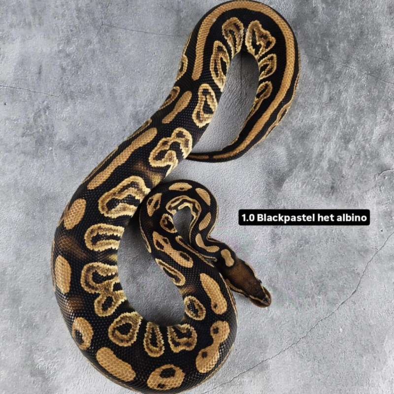 M Black Pastel Het Albino 50% het Pied