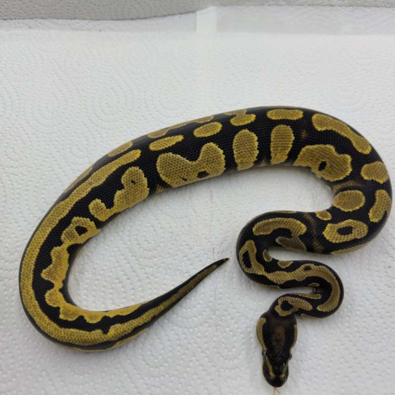 Orange dream yellow belly het pied 100%