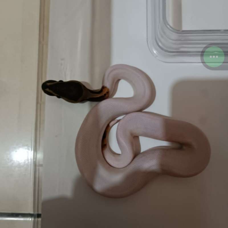 Yellow belly pied het albino