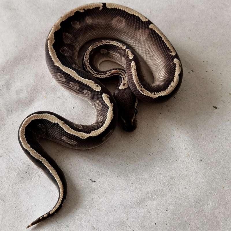 M GHI Mojave 100% het Hypo