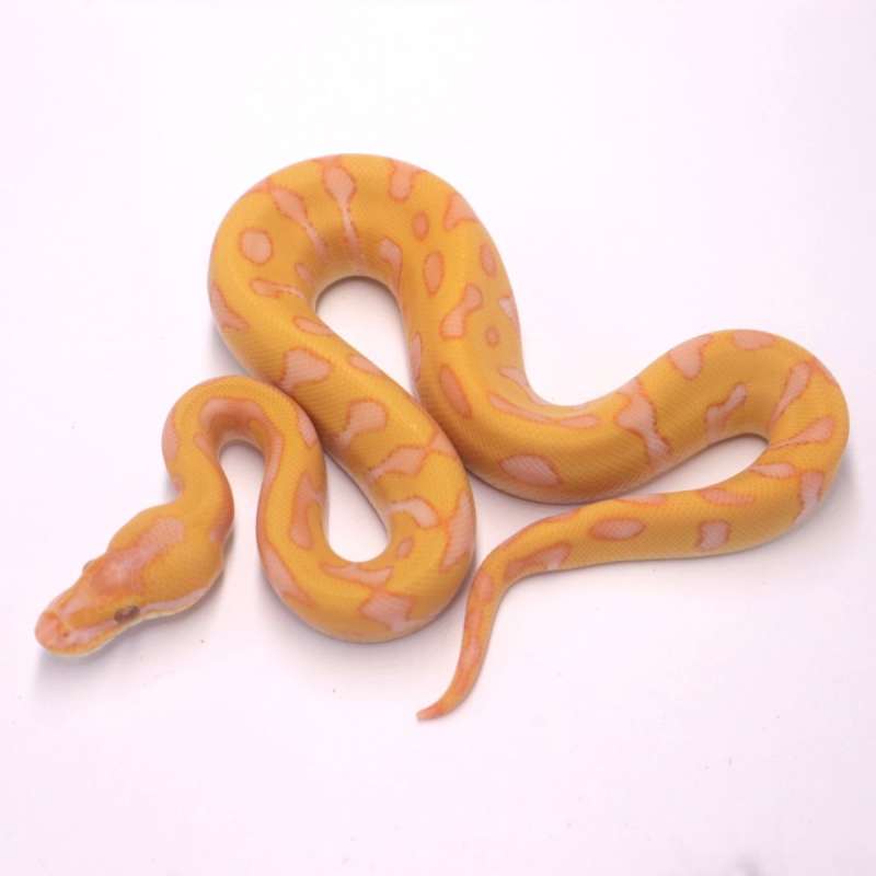 Leopard enchi lavender het clown