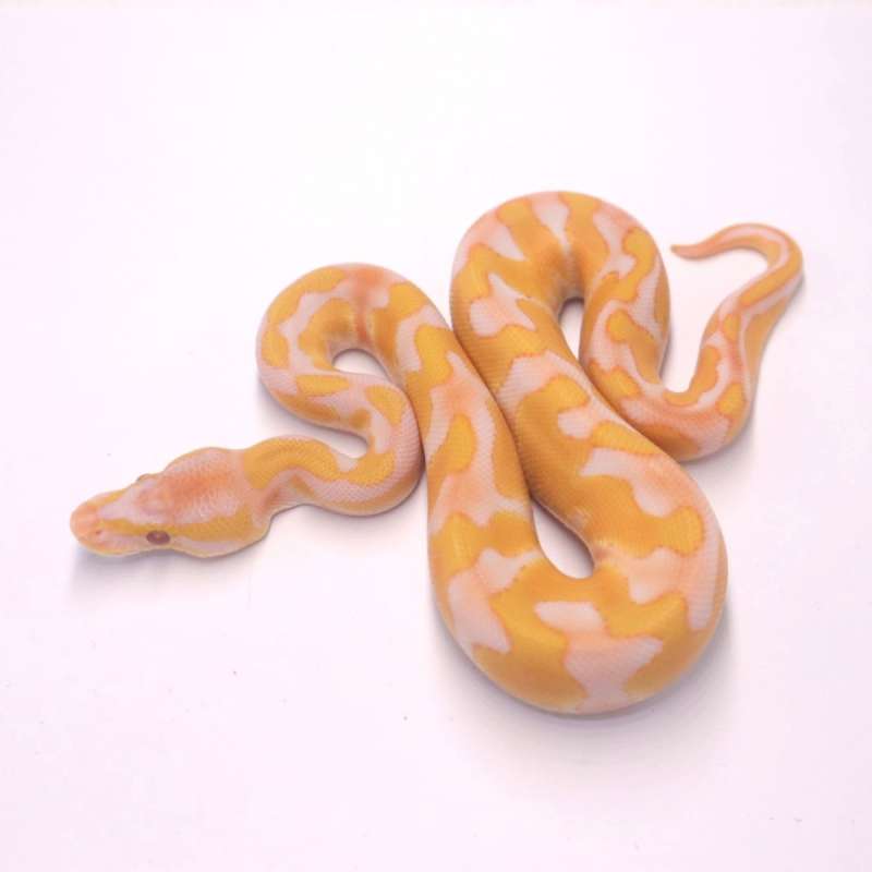 Enchi blackhead lavender het clown