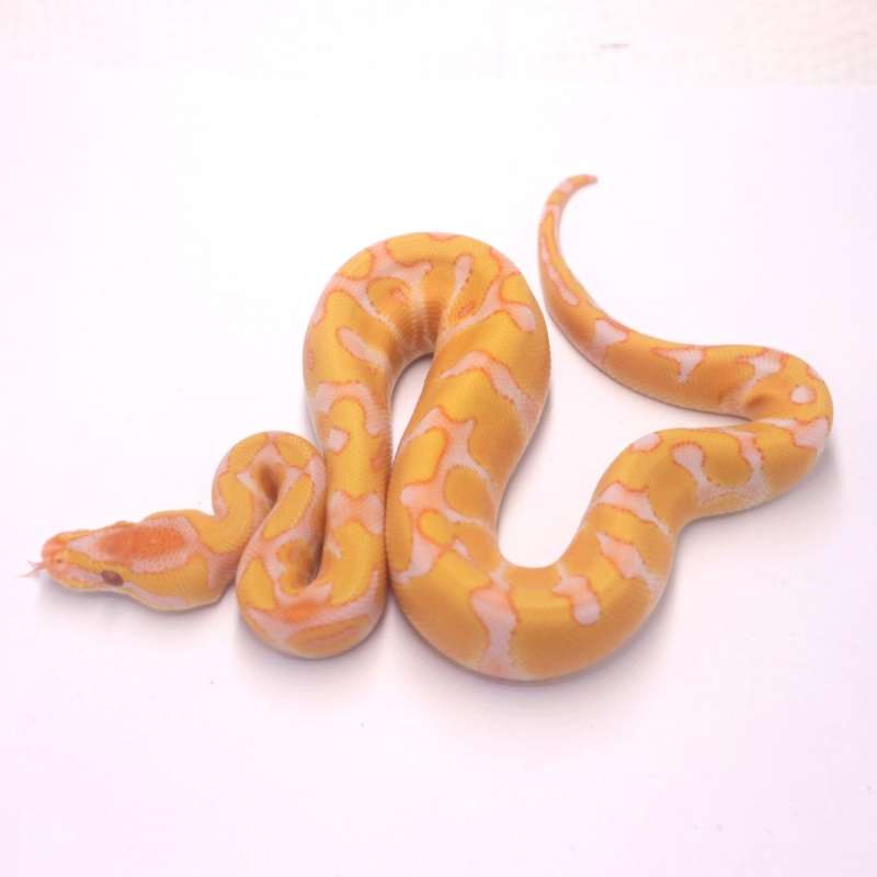 Enchi lavender het clown