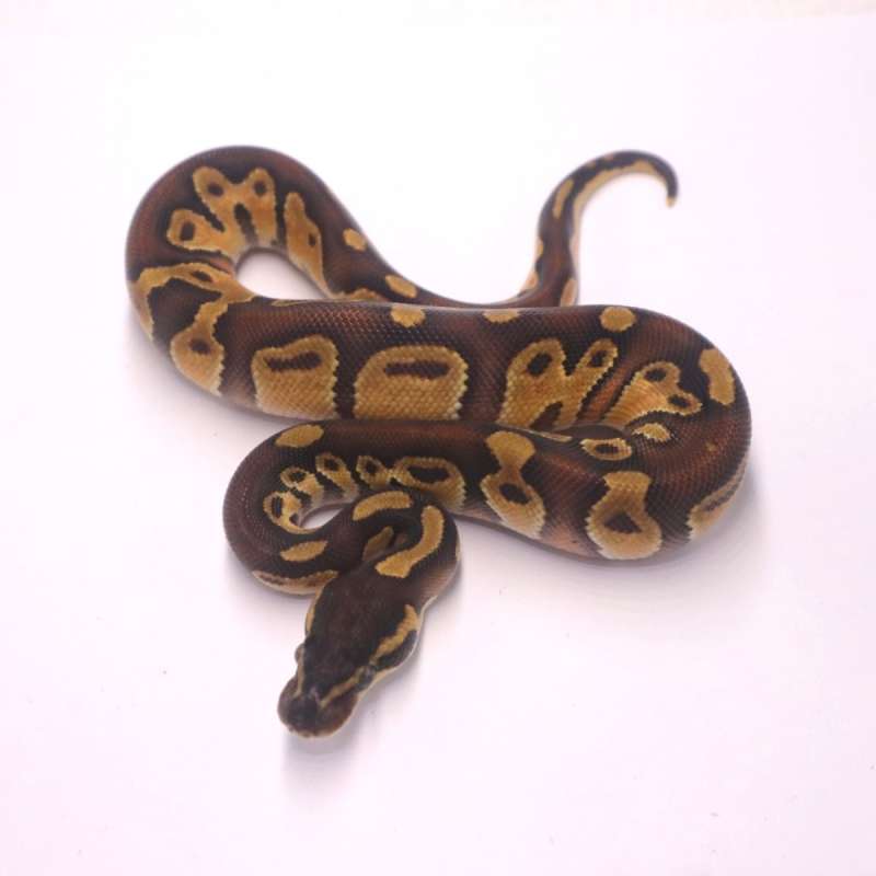 Enchi blackhead het lavender clown