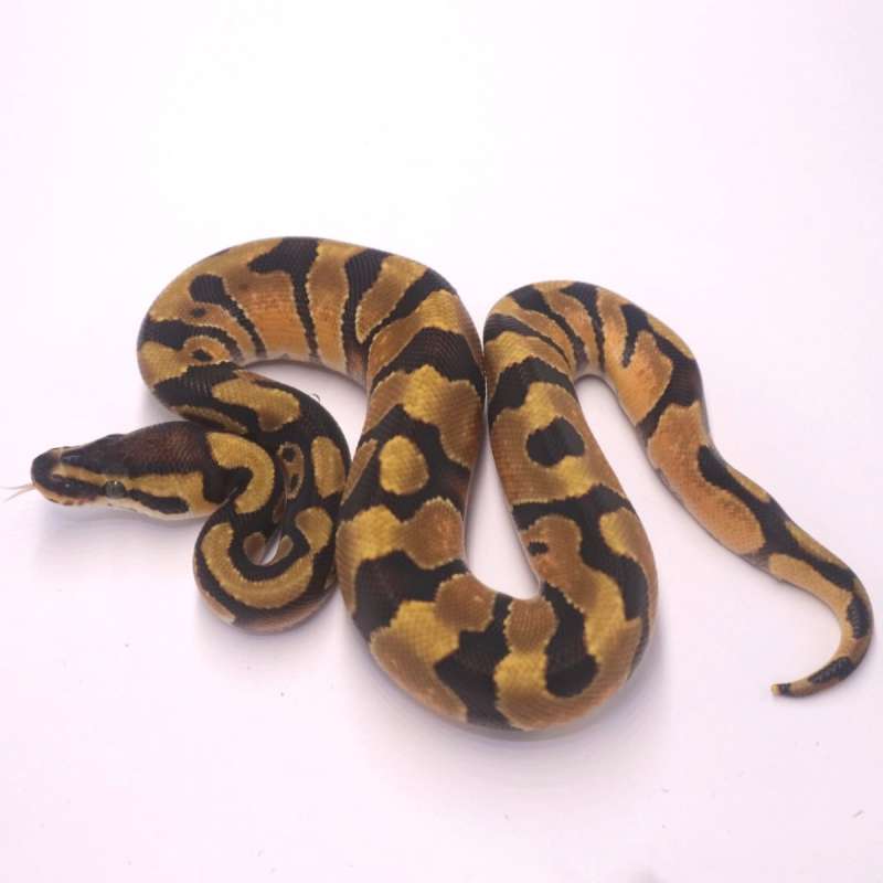 Enchi het lavender clown