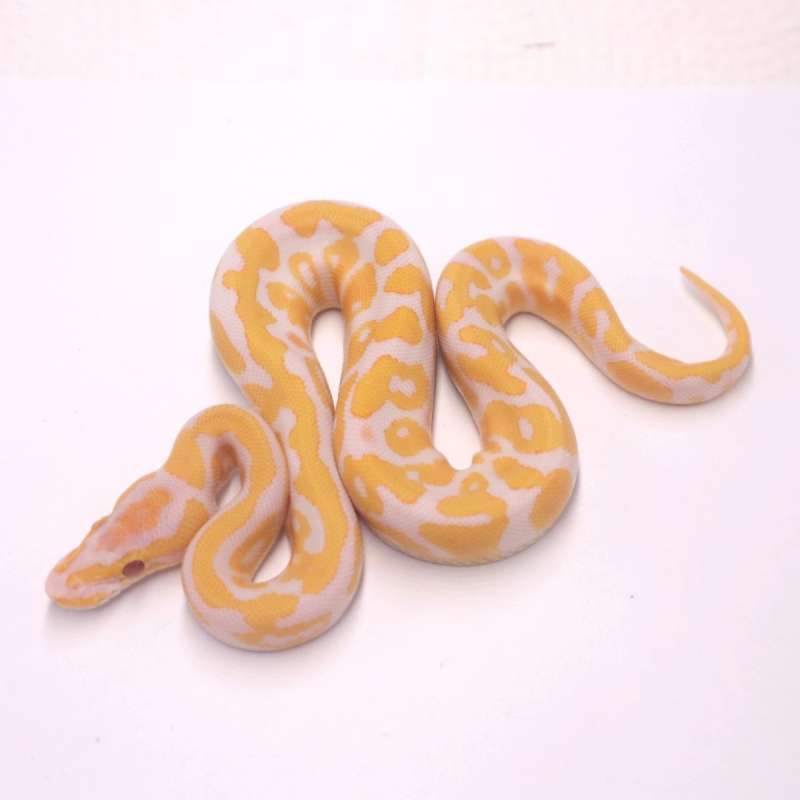 Confusion enchi lavender het clown