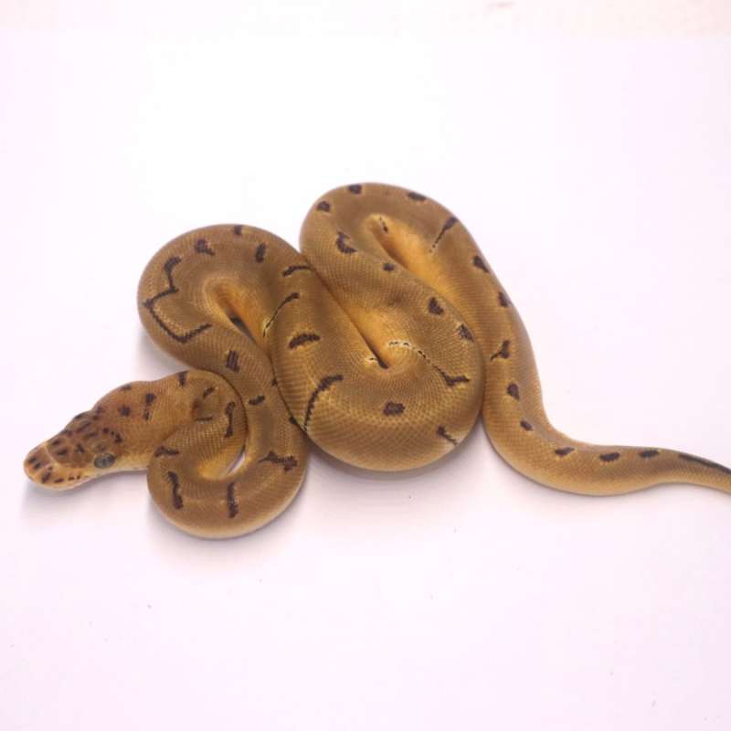 Enchi pinstripe clown het lavender