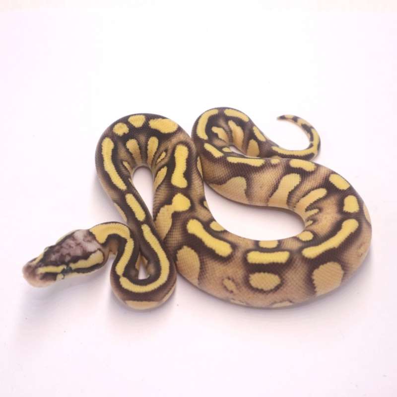 Stranger firefly enchi het axanthic clown