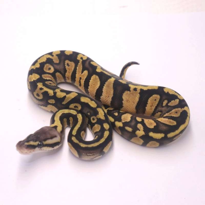 Stranger pastel het axanthic clown