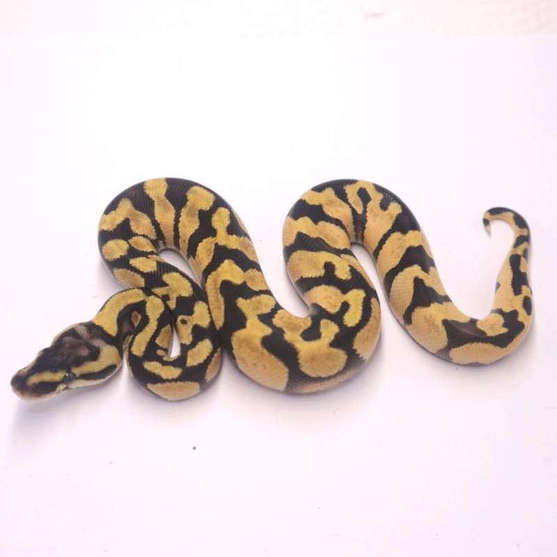 Firefly enchi het axanthic clown