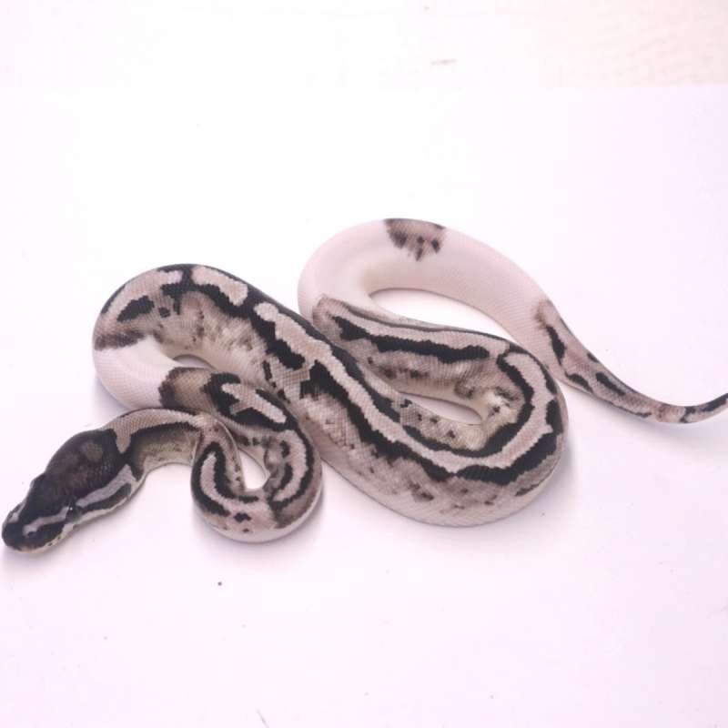 Axanthic pied