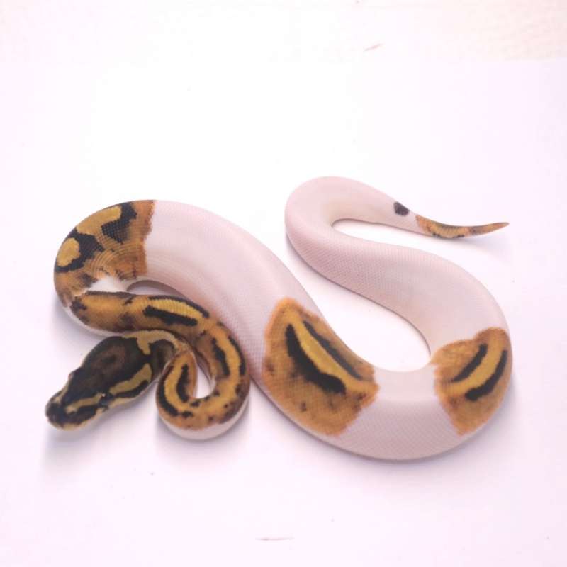 Leopard pied het axanthic