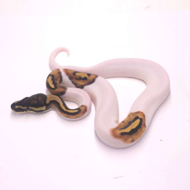 Pied het axanthic