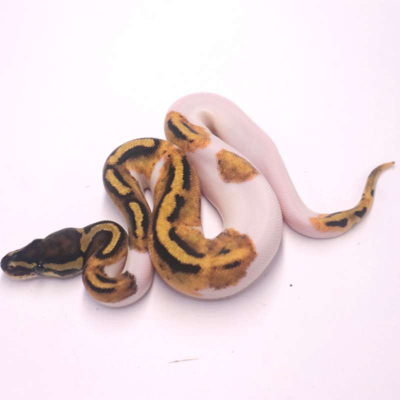 Pied het axanthic