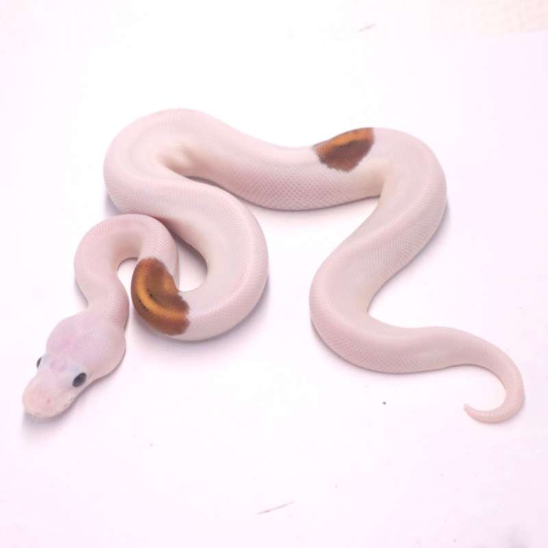 Black pastel special pied