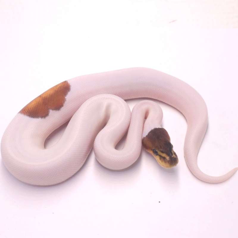 Black pastel special pied