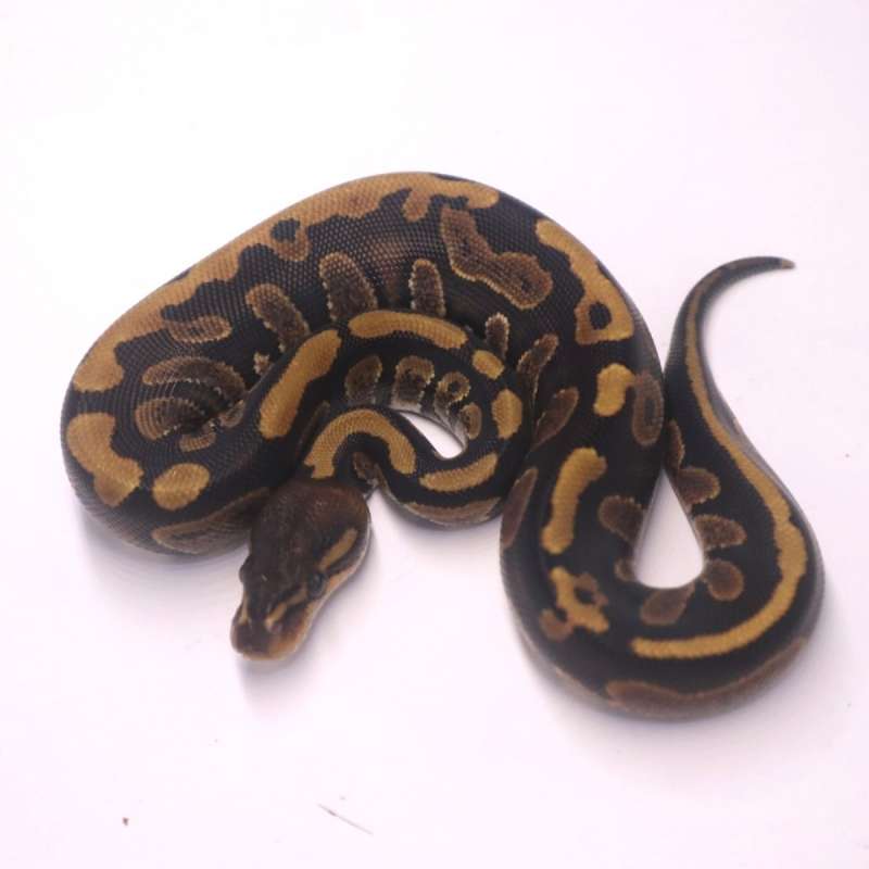 Leopard mahogany het ultramel